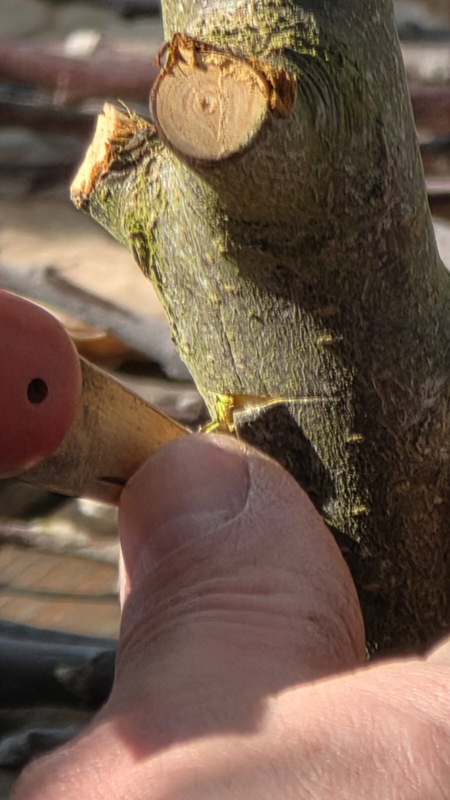 2026 04 15 Arbo - Jardin partagé atelier greffe