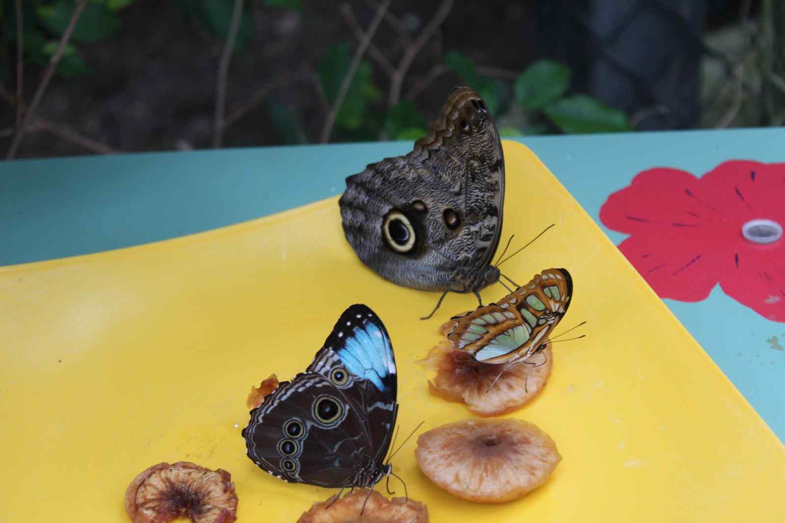 844693507IMG_0059
